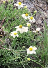 Zinnia acerosa