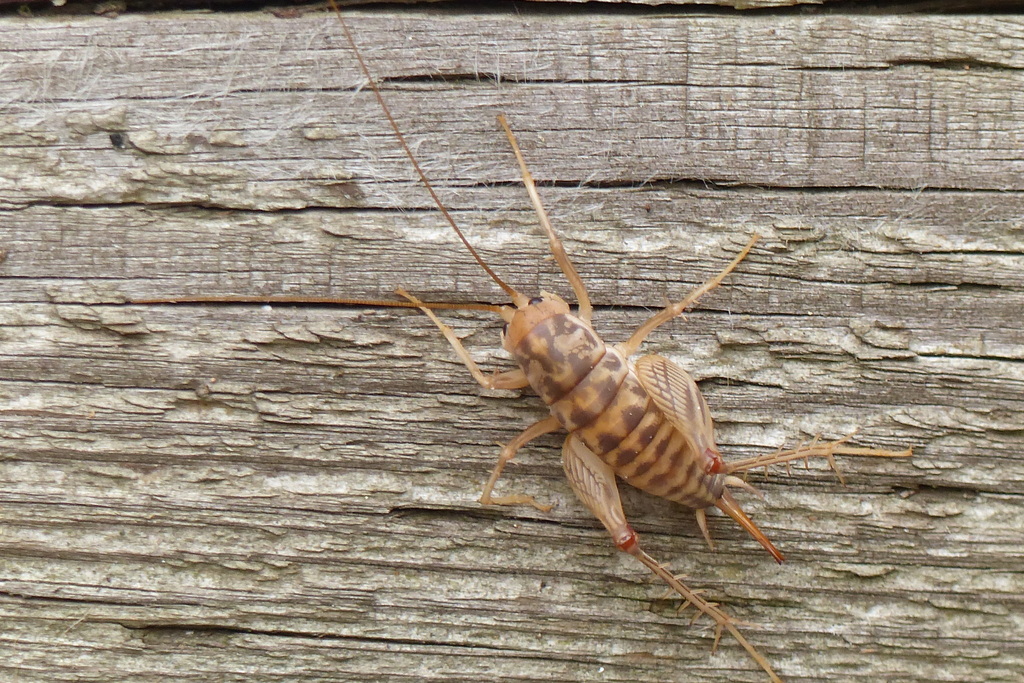Ceuthophilus pallidus