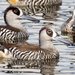 Pink-eared Duck - Photo (c) Ian Sutton, some rights reserved (CC BY-NC-SA)