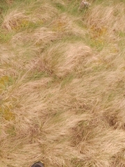 Festuca rubra