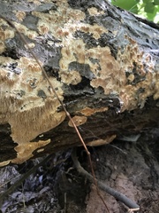 Radulomyces copelandii