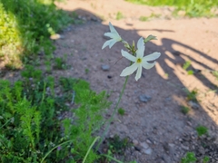 Leucocoryne ixioides