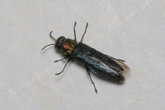 Agrilus pratensis