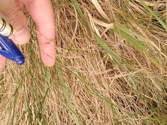 Festuca rubra
