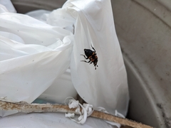 Nicrophorus mexicanus