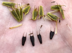 Bidens vulgata