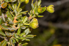 Hibbertia hypericoides