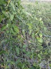 Funastrum