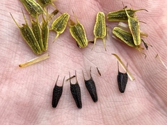 Bidens vulgata