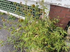 Bidens vulgata