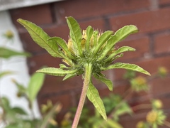 Bidens vulgata