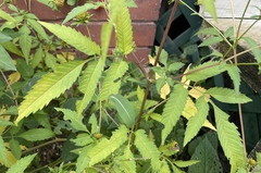 Bidens vulgata