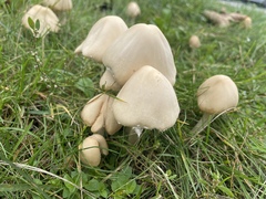 Candolleomyces candolleanus