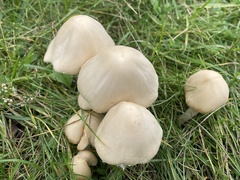 Candolleomyces candolleanus