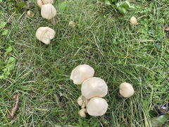 Candolleomyces candolleanus