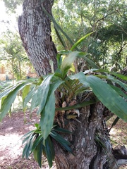 Catasetum integerrimum