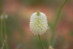 Ptilotus xerophilus