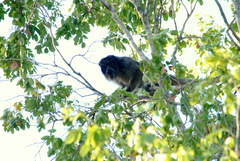 Alouatta caraya