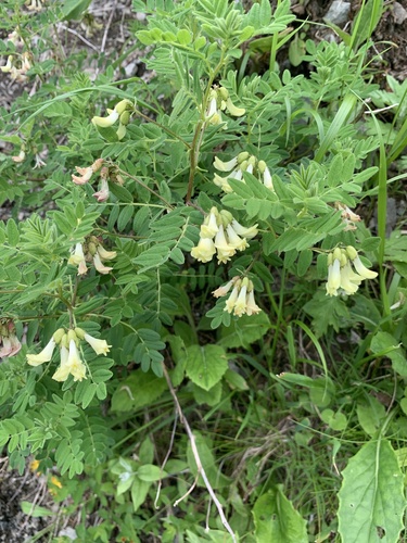 Astragalus shinanensis iNat (1)