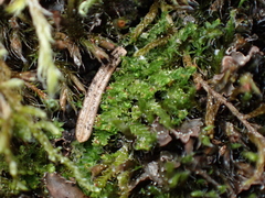 Lophoziopsis excisa