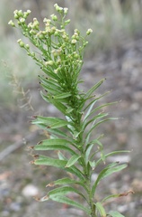 Erigeron canadensis