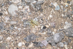 Paravaejovis confusus