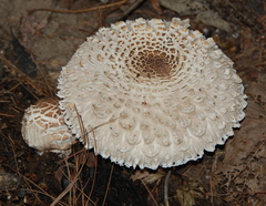 Macrolepiota procera
