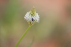 Ptilotus xerophilus