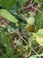 Funastrum