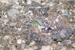 Paravaejovis confusus