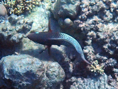 Scarus rubroviolaceus