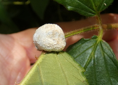 Neolasioptera farinosa