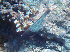 Scarus rubroviolaceus