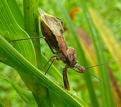 Ploeogaster