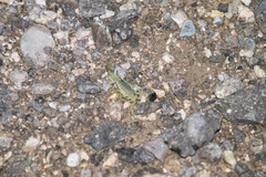 Paravaejovis confusus