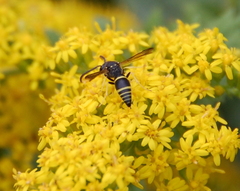 Ancistrocerus