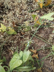 Funastrum