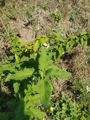 Teucrium scorodonia