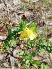 Hypericum crux-andreae
