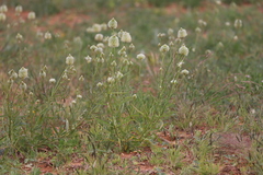 Ptilotus xerophilus