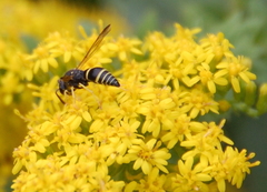 Ancistrocerus
