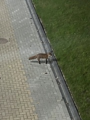 Vulpes vulpes