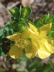 Hypericum crux-andreae