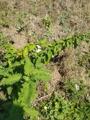 Teucrium scorodonia