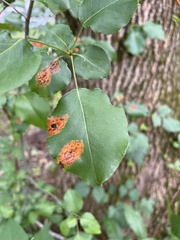 Gymnosporangium sabinae