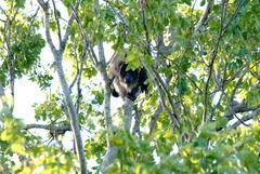 Alouatta caraya