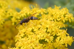 Ancistrocerus