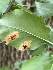 Gymnosporangium sabinae