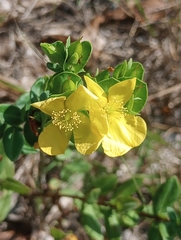 Hypericum crux-andreae