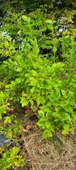 Vaccinium corymbosum